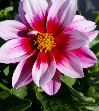 Dahlia Dalaya™ Pink + Rose Eye (Yogi)